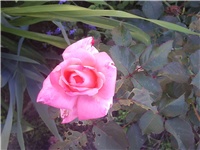 fb98436b-Picture 008.jpg